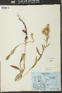 Solidago uliginosa var. terrae-novae image